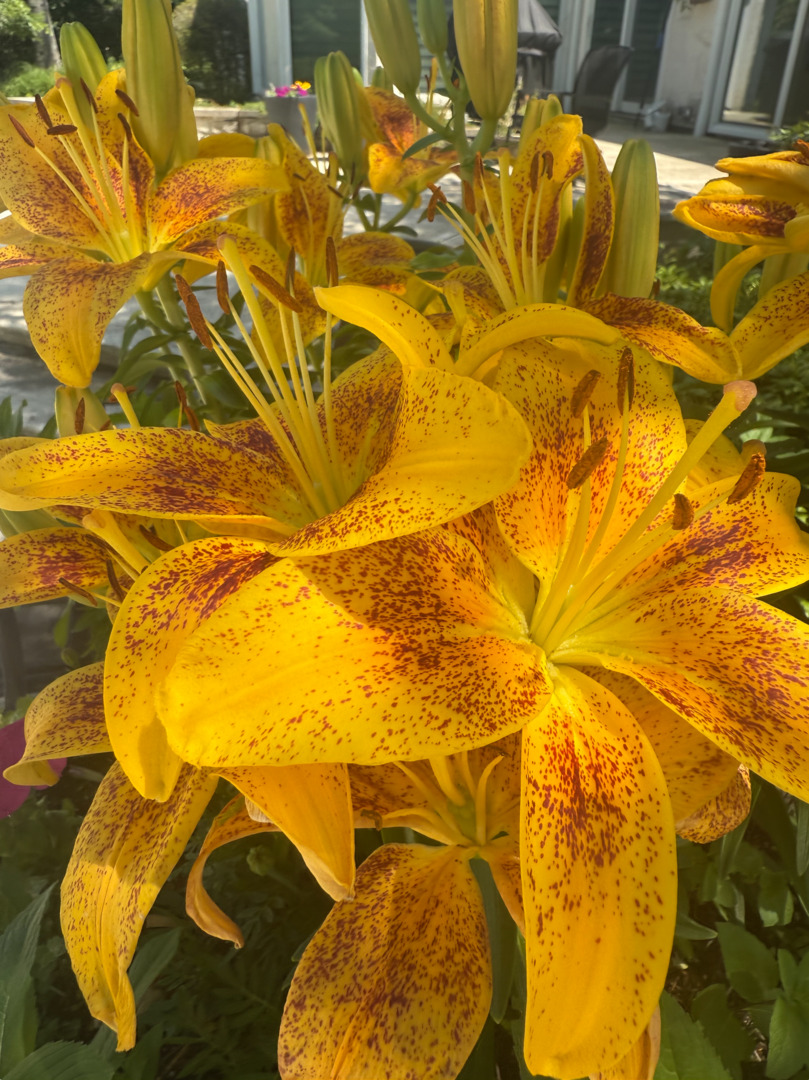 2705 Bentley Rd Highland Park, IL 60035