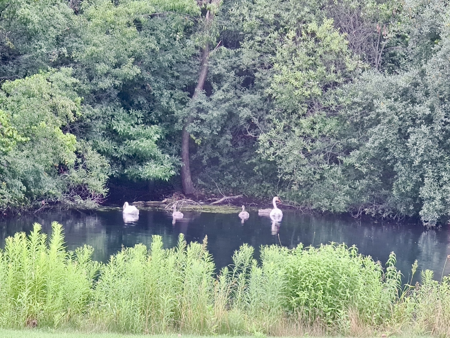 2551 Hybernia Dr Highland Park, IL 60035