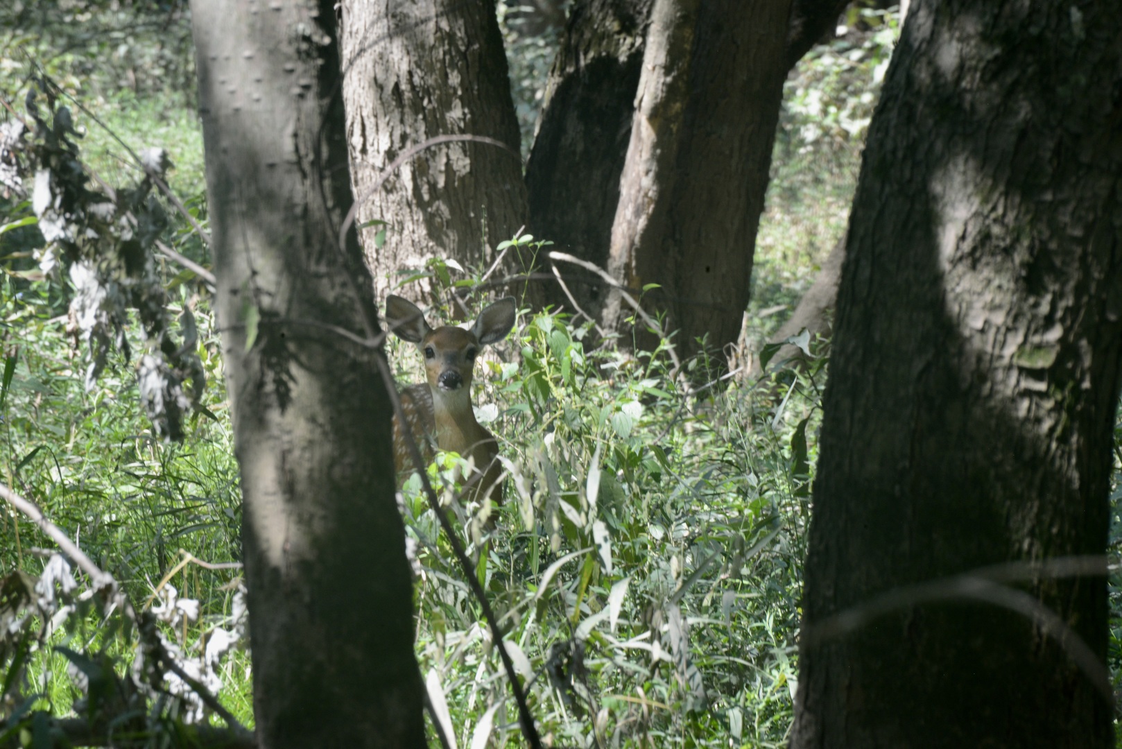 0000 Mayflower Rd Clay City, IL 62824