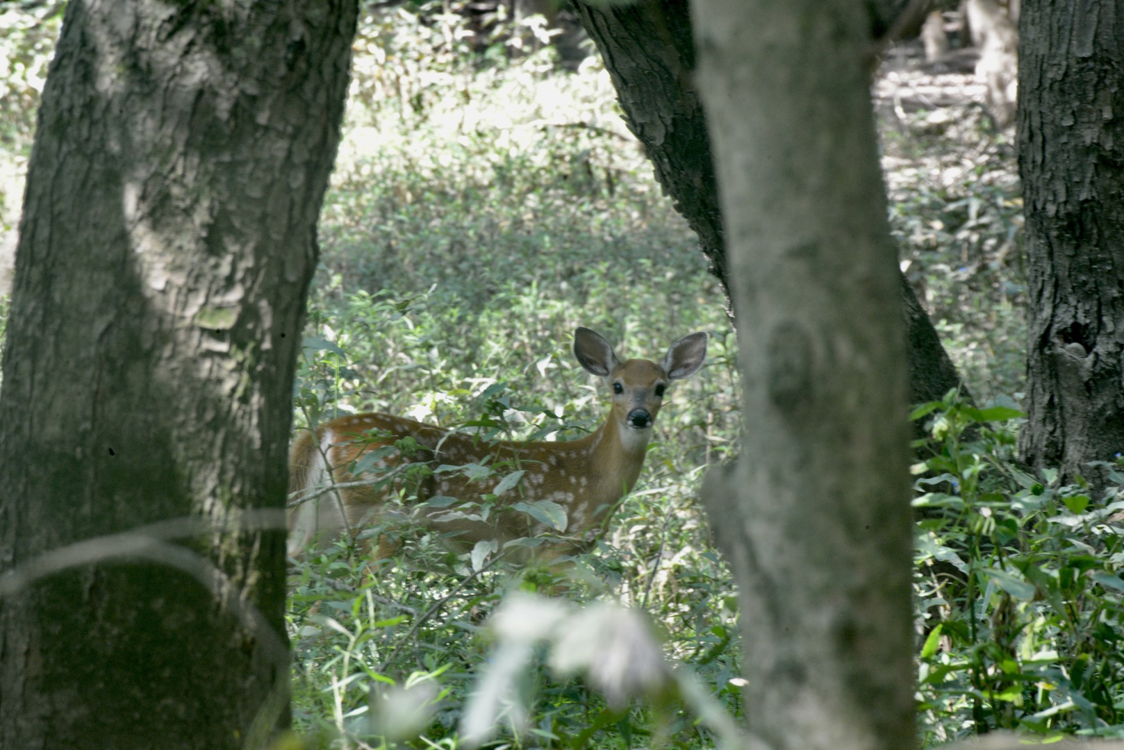 0000 Mayflower Rd Clay City, IL 62824