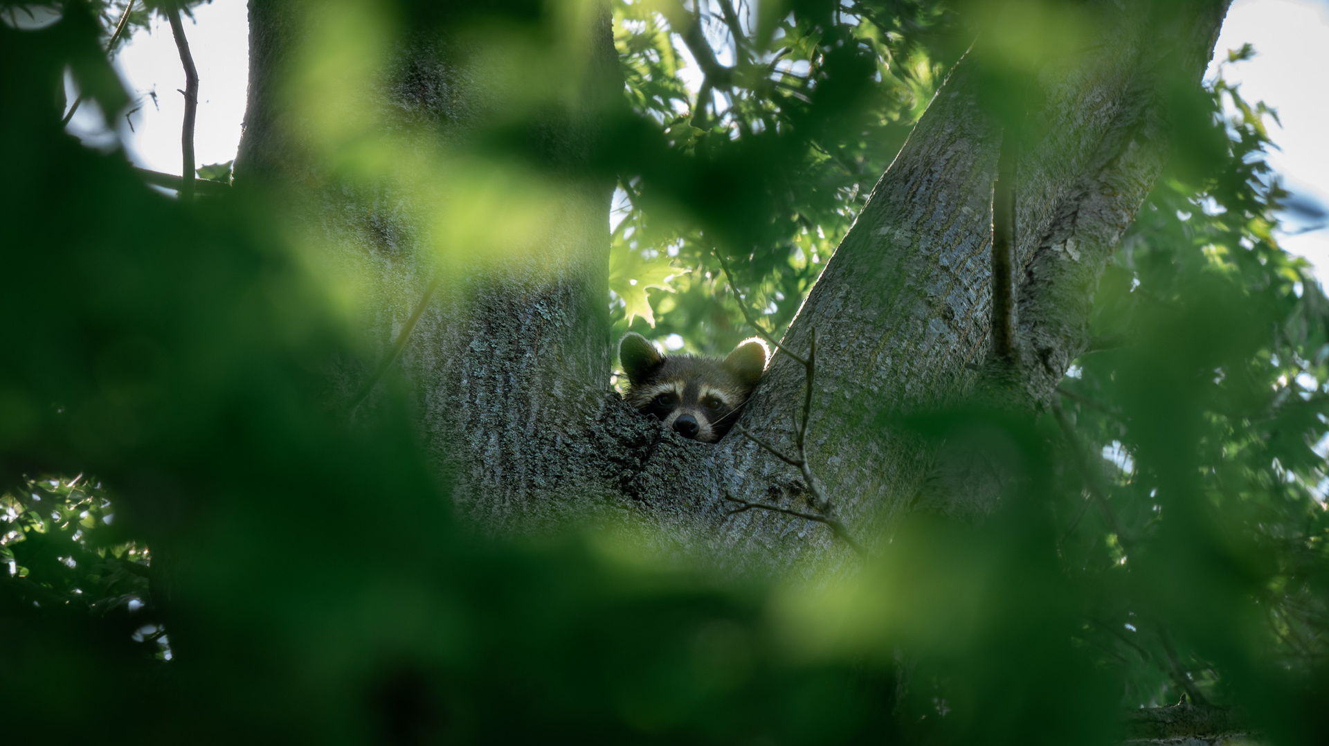 0000 Mayflower Rd Clay City, IL 62824