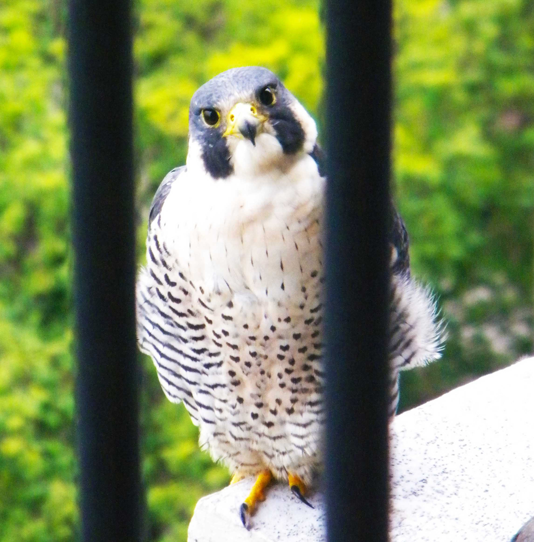 400 E RANDOLPH St #3905 Chicago, IL 60601